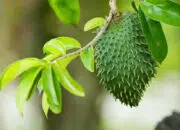 Mulai dari Meredakan Nyeri Punggung Hingga Menghambat Tumbuhnya Tumor, Inilah Manfaat Daun Sirsak Untuk Tubuh Manusia