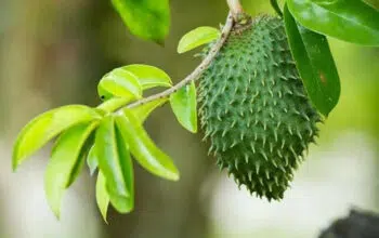 Mulai dari Meredakan Nyeri Punggung Hingga Menghambat Tumbuhnya Tumor, Inilah Manfaat Daun Sirsak Untuk Tubuh Manusia
