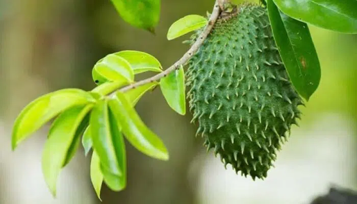 Mulai dari Meredakan Nyeri Punggung Hingga Menghambat Tumbuhnya Tumor, Inilah Manfaat Daun Sirsak Untuk Tubuh Manusia