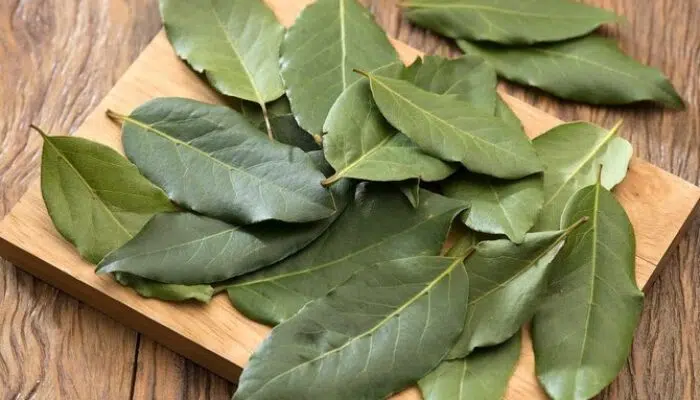 Selain untuk Masak, Ini Manfaat Daun Salam Lainnya untuk Kesehatan